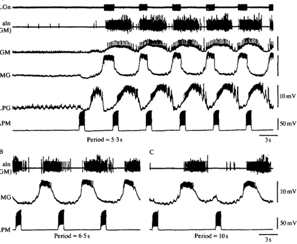 Fig. 10. APM can entrain the gastric mill rhythm. (A) Rhythmic bursting activity in APM (with a period of 5-3 s, produced by current injection) initiates and drives activity of the gastric mill network