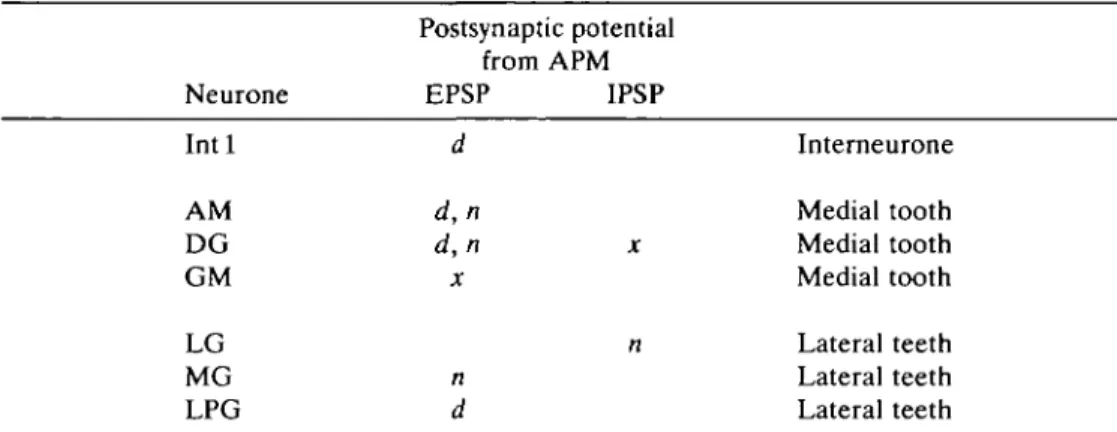 Table 2. Postsynaptic potentials from APM which were recorded in the gastric mill neurones