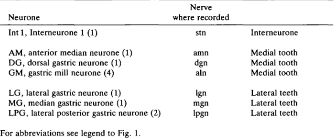 Table 1. Neurones of the gastric mill network, indicating interneurones, medial and