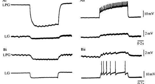Fig. 3. LPG and LG are electrically coupled. Injecting hyperpolarizing (Ai) or depolarizing (Aii) current in LPG causes hyperpolarization or depolarization, respectively, of LG