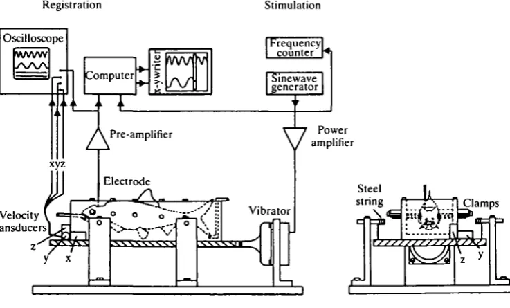 Fig. 2. Sketch of the experimental set-up for recording of microphonic potentials fromthe inner ear in the roach