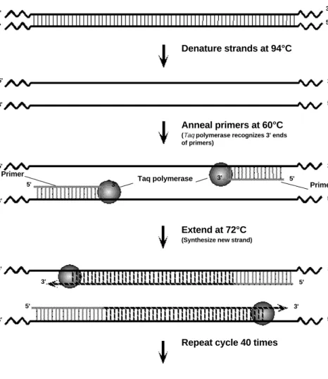 Fig. 4. A complete cycle of PCR.