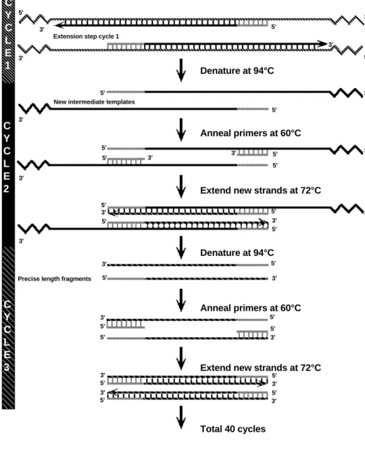 Fig. 5. Generation of precise-length fragments.