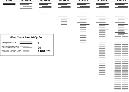 Fig. 6.  Schematic of PCR amplification of DNA fragments.