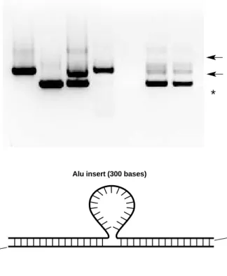 Fig. 8. Heteroduplex formed between 941- and 641-nucleotide strands.