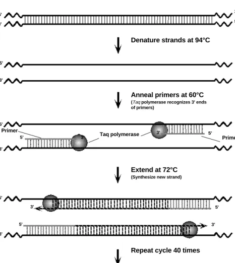 Fig. 9. A complete cycle of PCR.