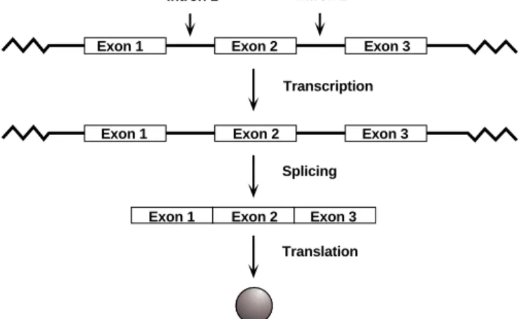 Fig. 10. Splicing of introns from genes.