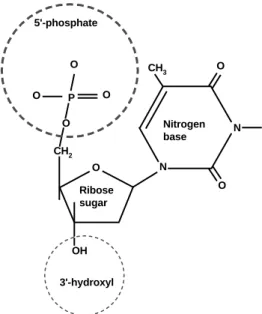 Fig. 14. Structure of one nucleotide of deoxyribonucleic acid.