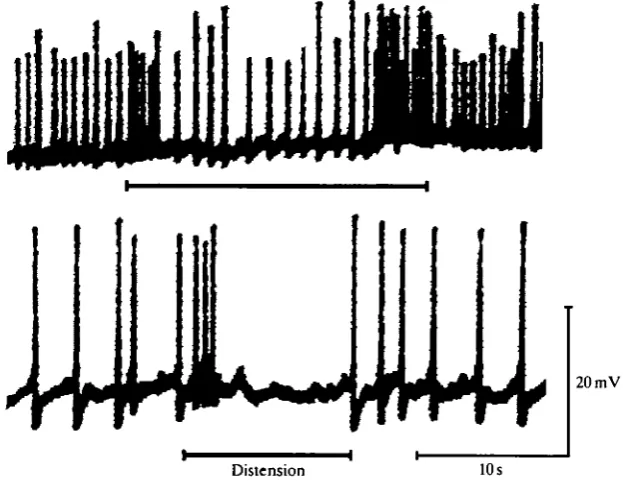 Fig. 4. Retzius cells are hyperpolarized by body wall distension. At the top, the bodywall was partially distended