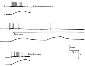 Fig. 5. Body wall distension hyperpolarizes the LL cell tonically by approximately 3and inhibits the spontaneous impulse activity of 0 2 Hz