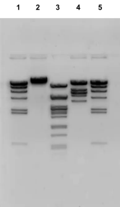 Fig. 2. Electrophoresis of lambda DNA digested using three different restriction enzymes