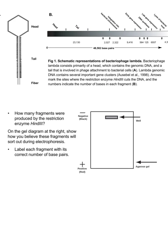Fig 1. Schematic representations of bacteriophage lambda. Bacteriophage lambda consists primarily of a head, which contains the genomic DNA, and a tail that is involved in phage attachment to bacterial cells (A)