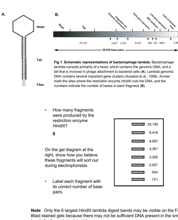 Fig 1. Schematic representations of bacteriophage lambda. Bacteriophage lambda consists primarily of a head, which contains the genomic DNA, and a tail that is involved in phage attachment to bacterial cells (A)