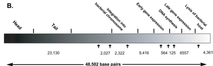 Fig 1. Schematic representations of bacteriophage lambda. Bacteriophage lambda consists primarily of a head, which contains the genomic DNA, and a tail that is involved in phage attachment to bacterial cells (A)