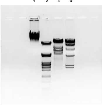 Fig. 1. Electrophoresis of lambda DNA digested using three different restriction enzymes
