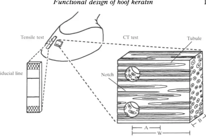 Fig. 2. Location and orientation of longitudinal tension and compact tension (CT) testspecimens