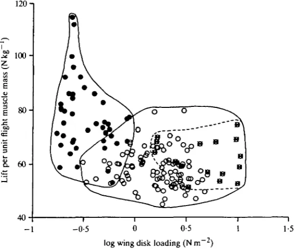 Fig. 2. Maximum muscle mass-specific lift versus wing loading for each animals tested.Symbols are as in Fig