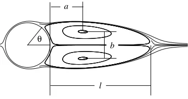 Figure 2.6: Deﬁnition of the characteristic dimensions of the wake structure.