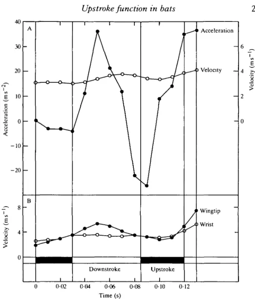 Fig. 9. Kinematics and aerodynamics of Eptesicus semtinus in flight at 4-16ms '. (A) The velocity and acceleration of the body centre of mass and (B) wingtip and wrist speed changes during a wingbeat.