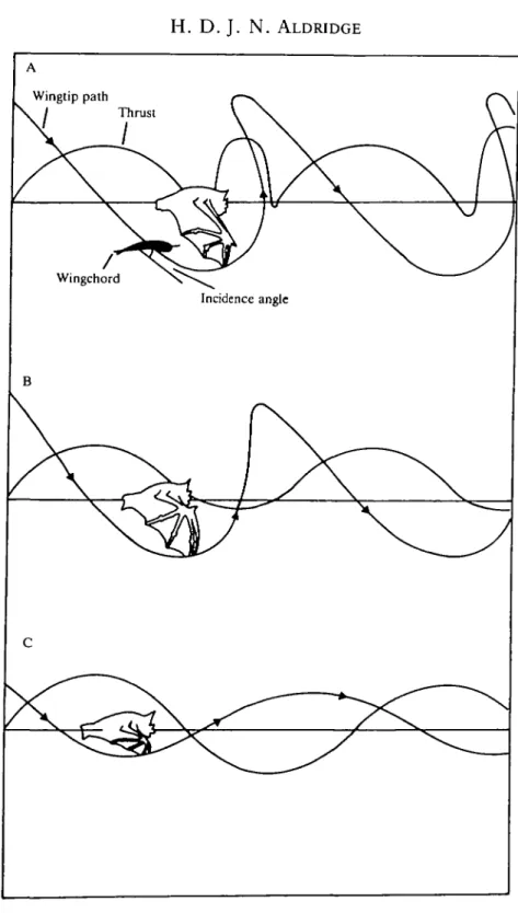 Fig. 1. Flight kinematics and thrust generation in flapping flight. (A) Slow flight kinematics; the tip-reversal upstroke, thrust is generated in both the down- and upstrokes
