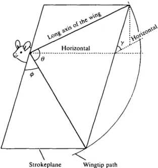 Fig. 3. Diagram showing various terms used in the text (after Norberg, 1976). y is the strokeplane angle, <p is the positional angle and 6 is amplitude.