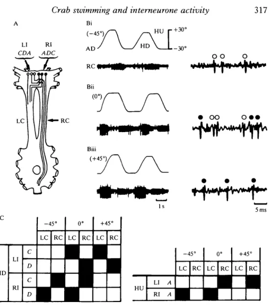 Fig. 8. Equilibrium interneurone activity during tilt. (A) A schematic drawing of the two sets of three symmetrical interneurones (LI, left interneurones; RI, right interneurones)