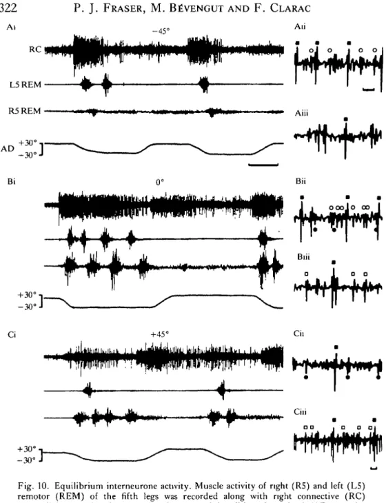 Fig. 10. Equilibrium interneurone activity. Muscle activity of right (R5) and left (L5) remotor (REM) of the fifth legs was recorded along with right connective (RC) extracellular activity during swimming elicited by tilting the animal (AD, angular displac