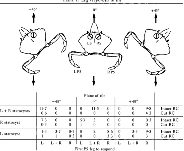 Table 1. Leg responses to tilt