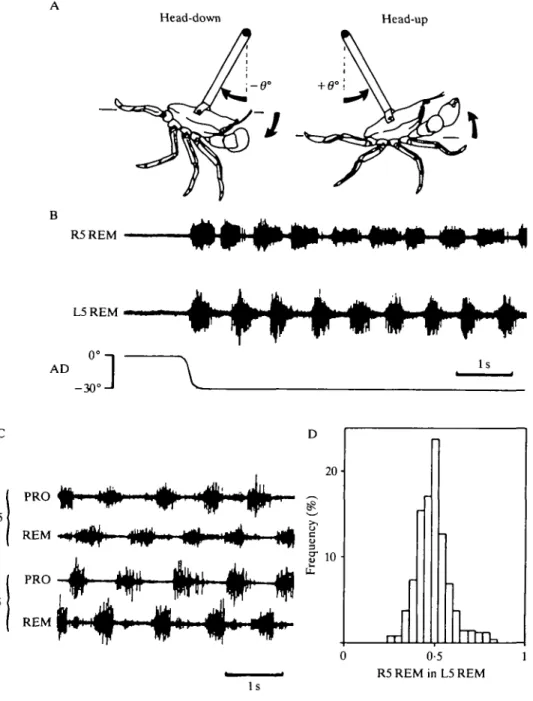 Fig. 1. Swimming in the shore crab. The animal was placed in a holder that allows angular displacement (AD) in either the head-down ( — 0°) or head-up ( + 0°) directions (A)