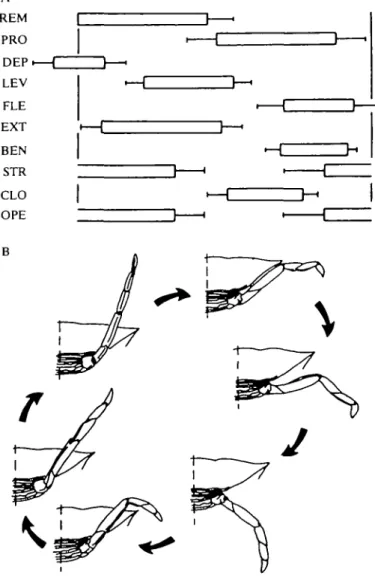 Fig. 2. The swimming pattern within a leg. The average motor pattern of the various leg muscles using the remotor (REM) period as reference (bars are standard deviation of the mean) is shown in A