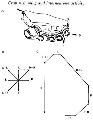 Fig. 3. Rotation of a fifth pereiopod. Lateral view of a crab shows the organization of the two basal joints of the five perei'opods (A)