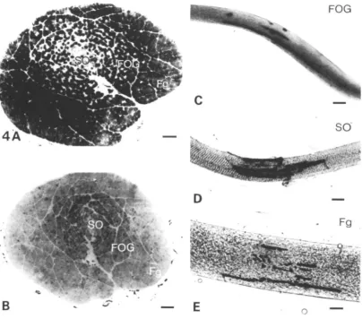 Fig. 4. Serial cross-sections of whole iliofibularis muscle stained for the activity ofalkaline myosin ATPase (A) and succinic dehydrogenase (SDH) (B)