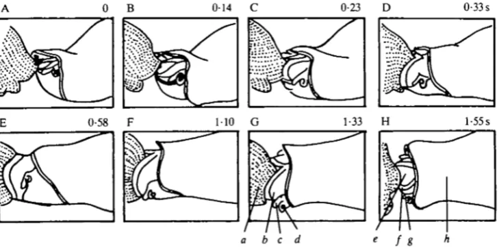 Fig. 1. Line drawing traced from film of a feeding sequence in an intact animal. Thesequence consists of prey seizure, expansion and contraction of the pharynx leading to