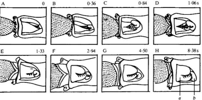 Fig. 3. Line drawing traced from film of a feeding sequence in an individual in which alarge window exposed the ventral pharynx, buccal ganglia and anterior gut