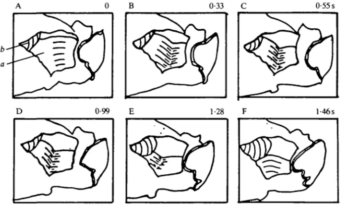 Fig. 4 shows a sequence in whichMovements subsequent to prey seizure push food from the pharynx into the gut.occurred