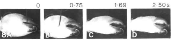 Fig. 8. Flaring of the anterior pharynx, with constriction of the posterior pharynx, in thebuccal ganglia-isolated pharynx preparation