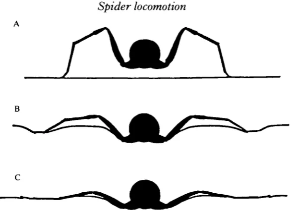 Fig. 2. Schematic cross-sections of spiders showing postures on different substrates.(A)surface