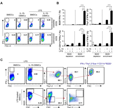Figure 5. CD11cintB220+Thy1.2+Sca-1+ cells are a major source of IFN-γ production in IL-15-DBMCs