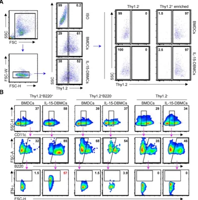 Figure 4. Thy1.2 is a key phenotypic marker for IFN-γ-producing B220+ IL-15-DBMCs. One representative plot from three independent experiments is described