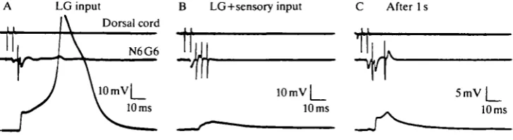 Fig. 5. Sensory input evokes an action potential in flexor inhibitor (FI7) at intensitieslower than those required to activate the lateral giant (LG)