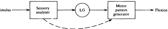 Fig. 8. Comparison of the trajectories of sensory-evoked lateral giant (LG) and medialgiant (MG) tailflips with the tailflips produced by direct stimulation of the LGs