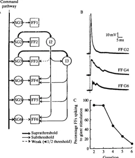 Fig. 1. Gradient of excitation in fast flexor (FF) motor neurones. (A) Diagram ofconnections between lateral giant (LG) and medial giant (MG) and the FFs in the