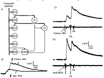 Fig. 2. Selected evidence for mono-, di- and trisynaptic connections between the giantaxons and the telson fast flexors (FFs)