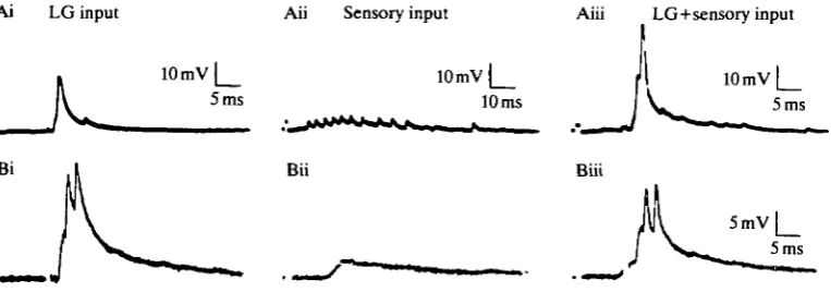 Table 1. Effect of sensory root shock on fast flexor (FF) motor neurones
