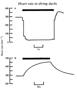 Fig. 7. The heart rate response to bilateral stimulation of the (A) vagus (0-5 mA, 2-5 ms,35 Hz) and (B) cardiac sympathetic nerves (1mA, 2-5 ms, 7 Hz)