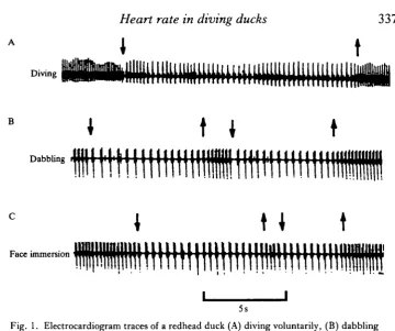 Fig. 1. Electrocardiogram traces of a redhead duck (A) diving voluntarily, (B) dabblingand (C) immersing its head into a beaker of water to retrieve food
