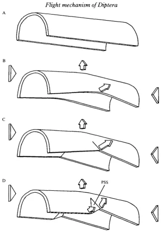 Fig. 3. Schematic diagram of downstroke distortion in the scutum of study insects.(A) Before the downstroke; (B)buckle outwards