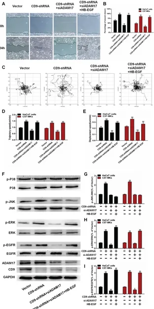 Figure 7. The role of HB-EGF-dependent EGFR/MAPK signaling in CD9-regulated keratinocyte migration