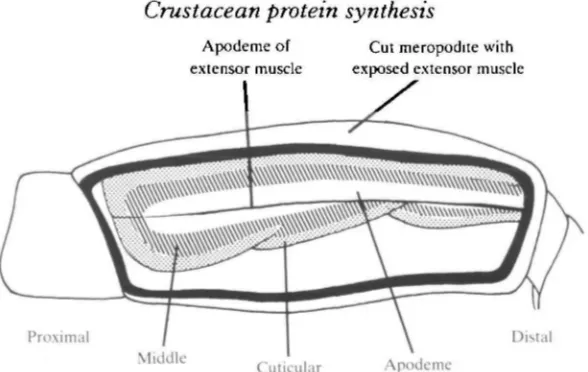 Fig. 1. Diagram of the regions (middle, cuticular and apodeme) of the carpopoditeextensor muscle used for the analysis of protein specific activity along the length of the