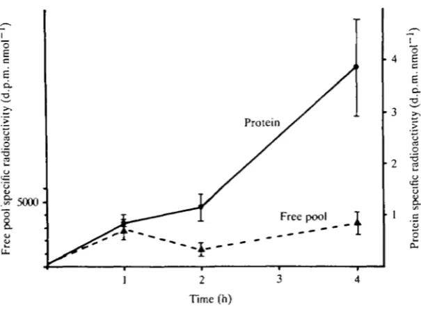 Fig. 2 demonstrates the viability of the in vitrospecific activity remained constant over 4h with the specific activity of the boundacid uptake into the muscle is monitored with time